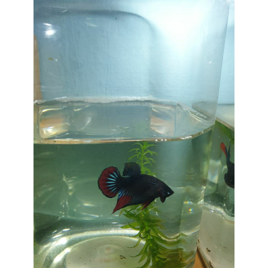 Wild Betta Imbellis Blue