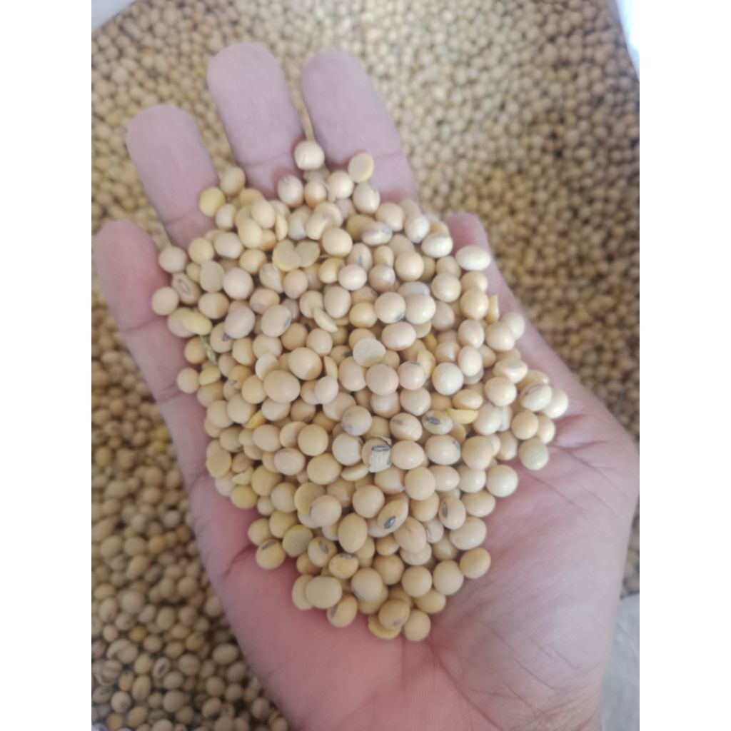 Kacang kedelai 1kg