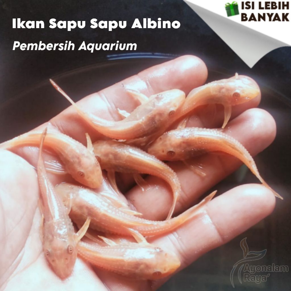 Ikan Sapu Sapu Albino Hias Kecil - Ikan Pembersih Aquarium