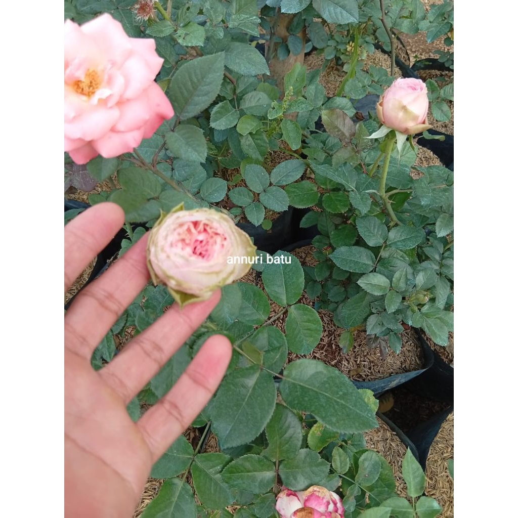 Mawar Import Charming Piano