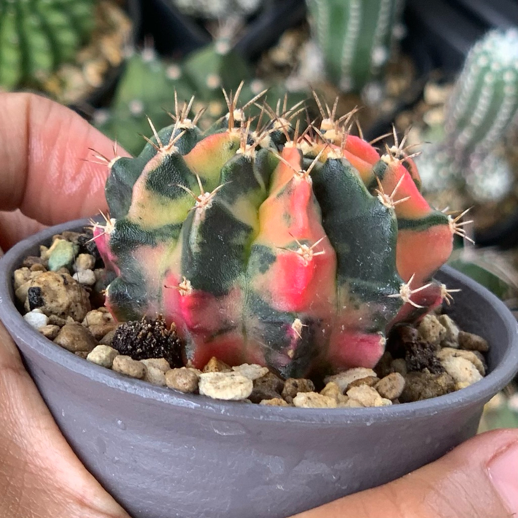 Gymnocalycium Mihanovichi Varigata ( Gymno Miha Kaktus Tanaman hias hidup