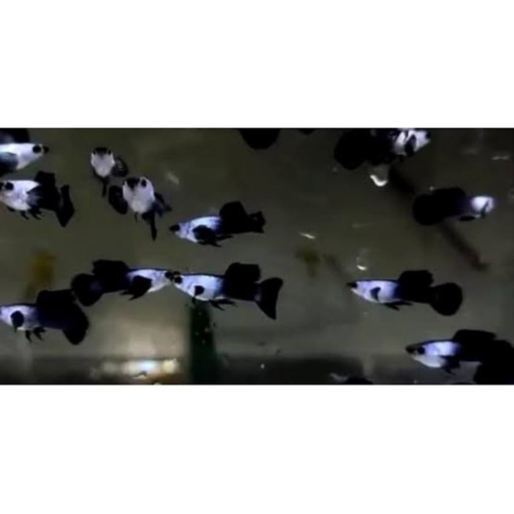 hiasan aquarium guppy mini panda