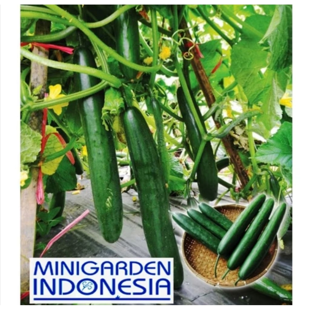 10 Benih Timun Jepang Toska F1 bibit tanaman sayur Sayuran mentimun