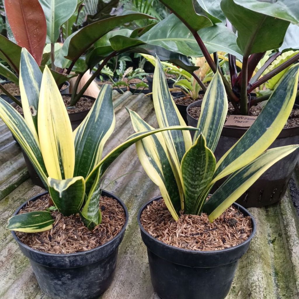 sansivera golden flame