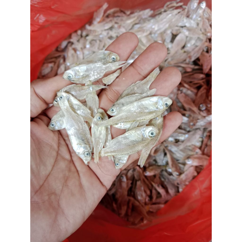 ikan asin wader laut / pengkah kering berkualitas