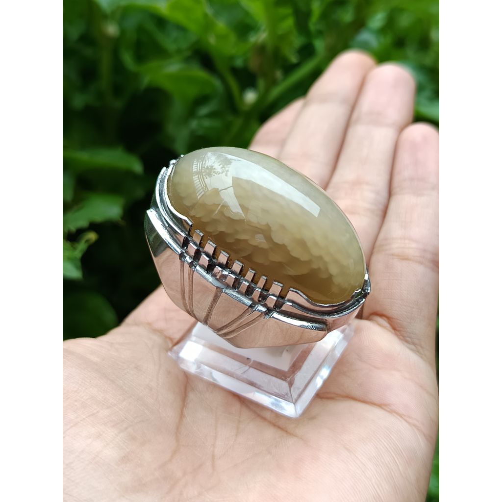pandan semu lumut betok ajib