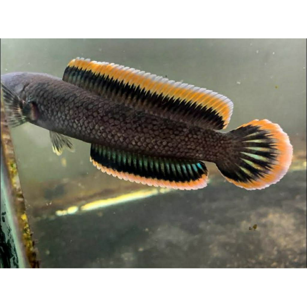 Limbata baby rim super tebal size 5cm /8cm sortiran terbaik untuk perlengkapan aquarium