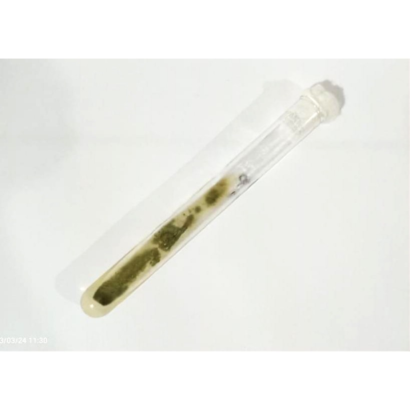 Isolat Jamur Aspergillus flavus