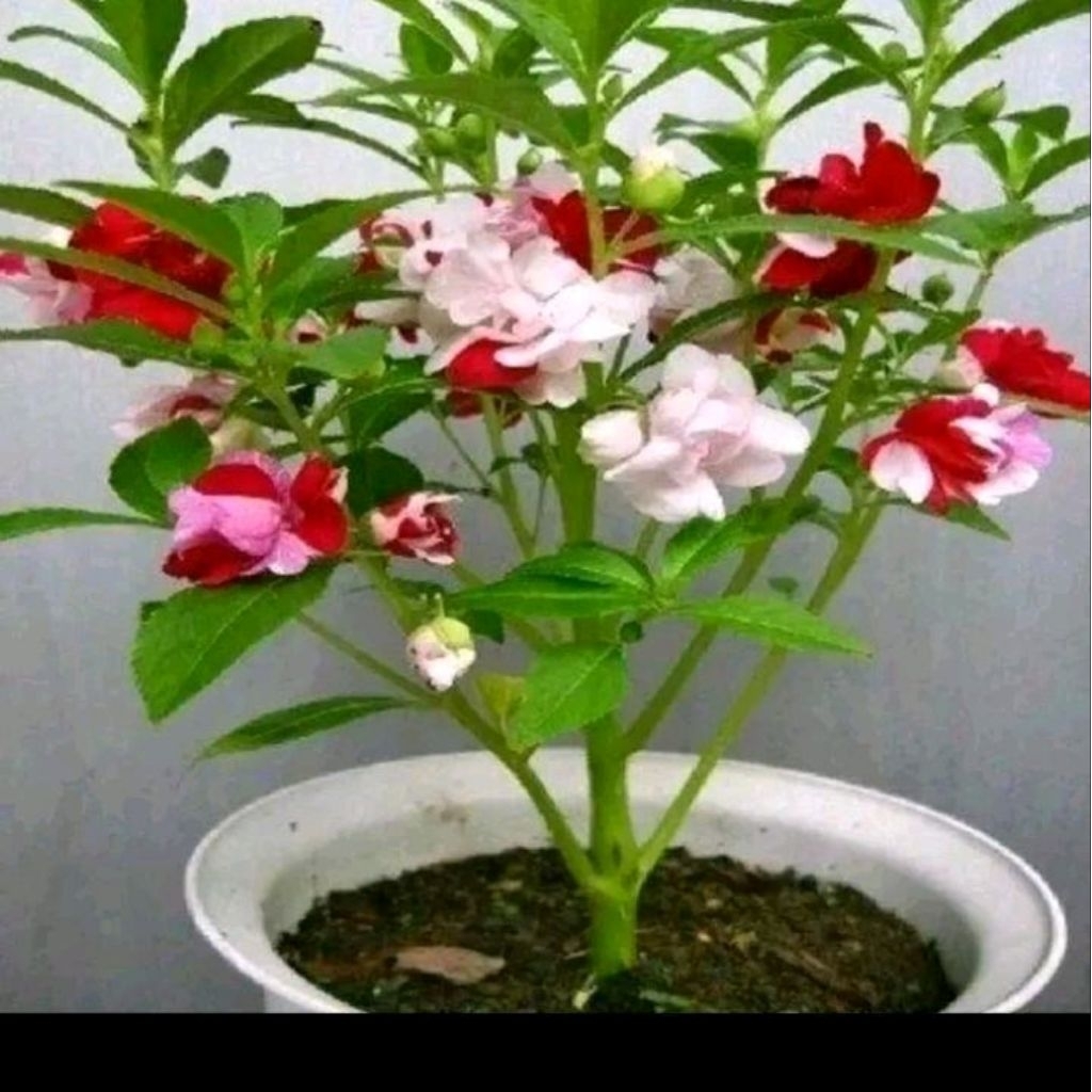 Benih bunga pacar air tumpuk mix warna