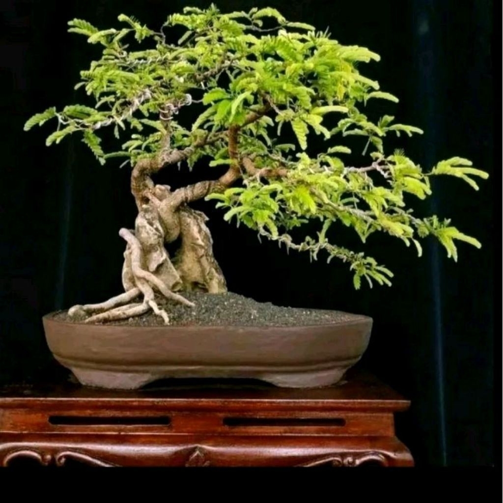 Biji benih asam Jawa/bahan bonsai