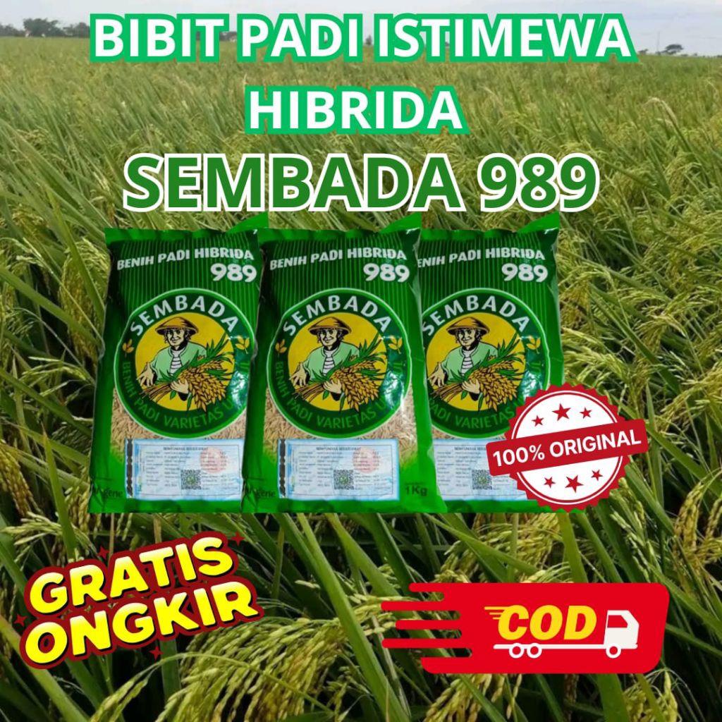 BIBIT PADI HIBRIDA F1 SEMBADA 989 ORIGINAL 100% KEMASAN 5 KILO