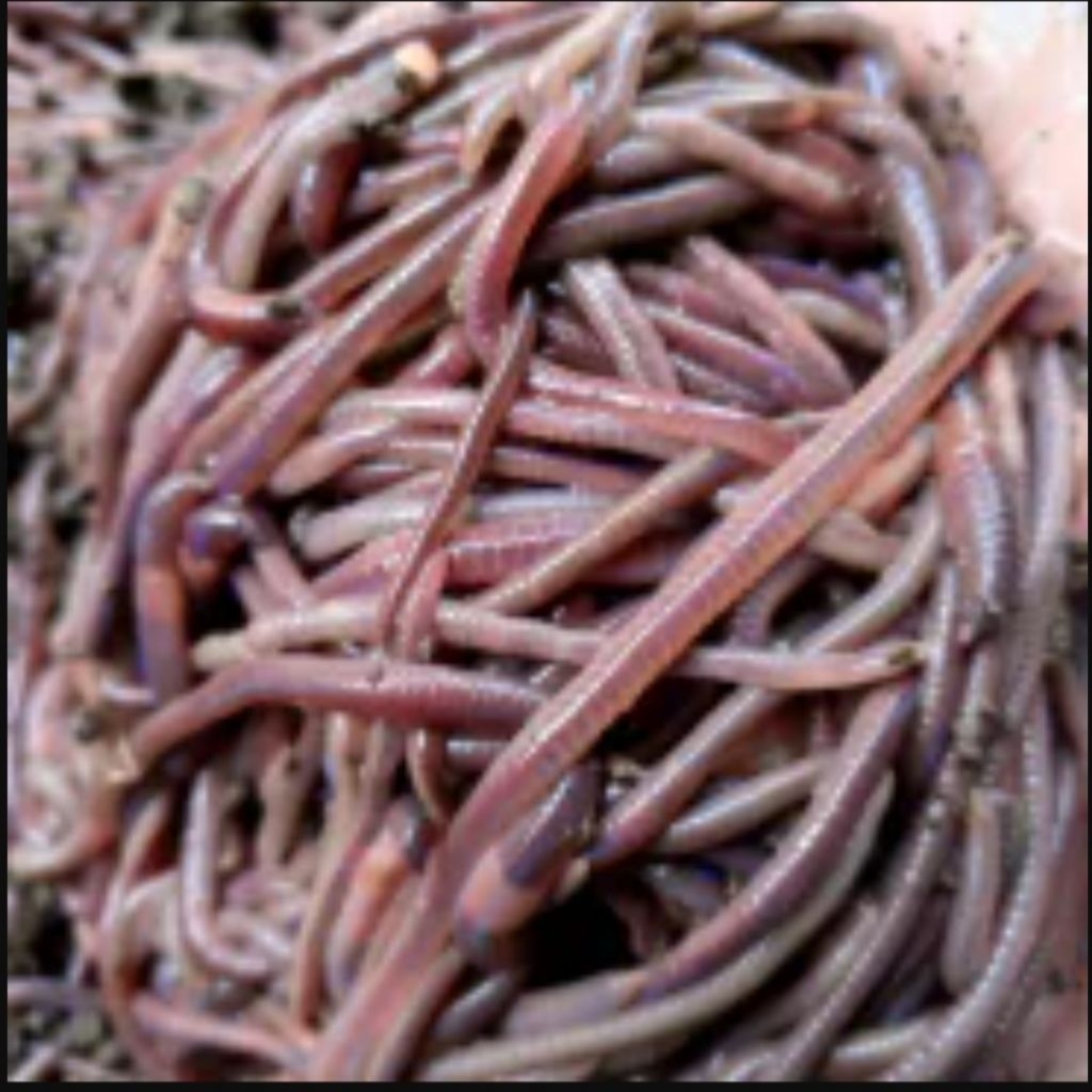 Cacing Tanah Merah ANC 1kg - Pakan Ikan, Burung, dan Kompos