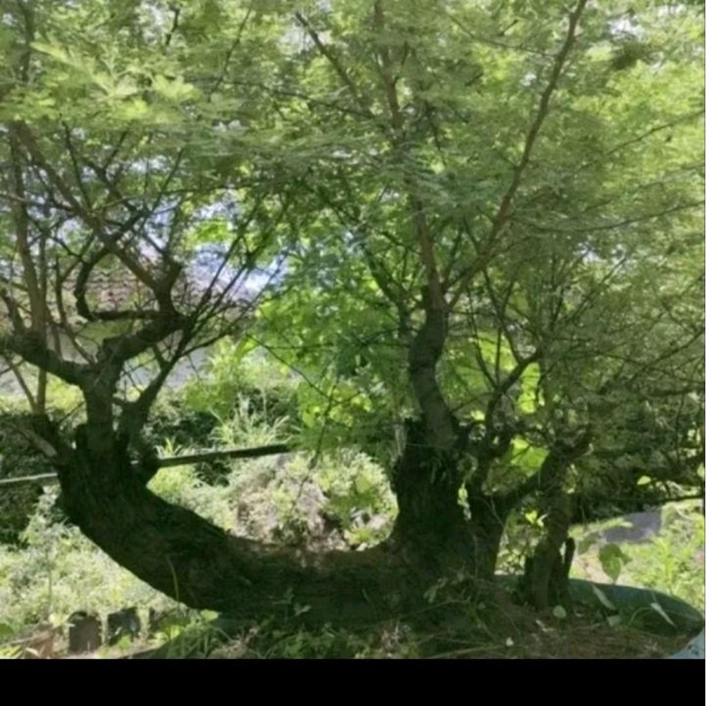 Benih pohon Arabika biji Klampis hitam bahan bonsai