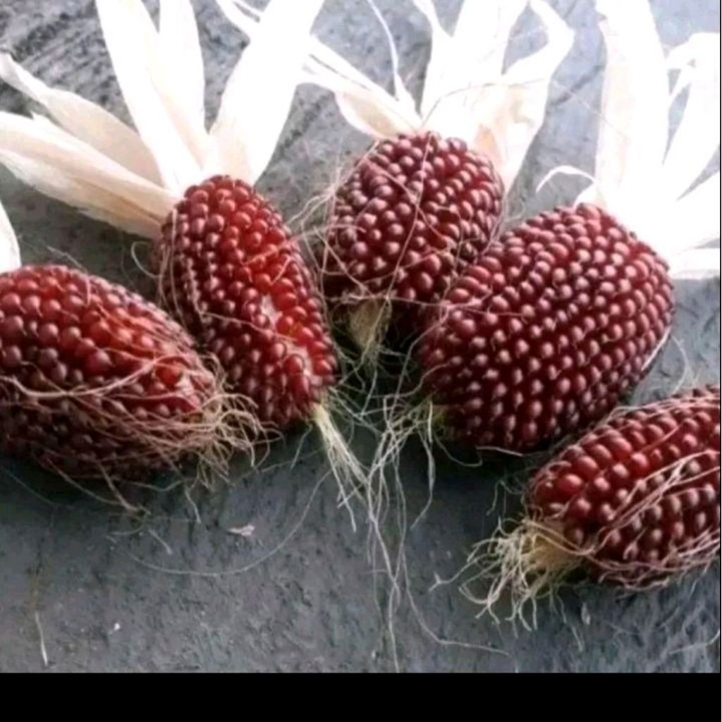 Biji benih jagung strawberry