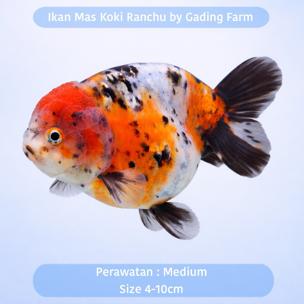 IKAN MAS KOKI / GOLDFISH RANCHU CALICO 4-10cm - IKAN MAS KOKI PELIHARAAN RUMAH QUALITY GRADE A - IKA
