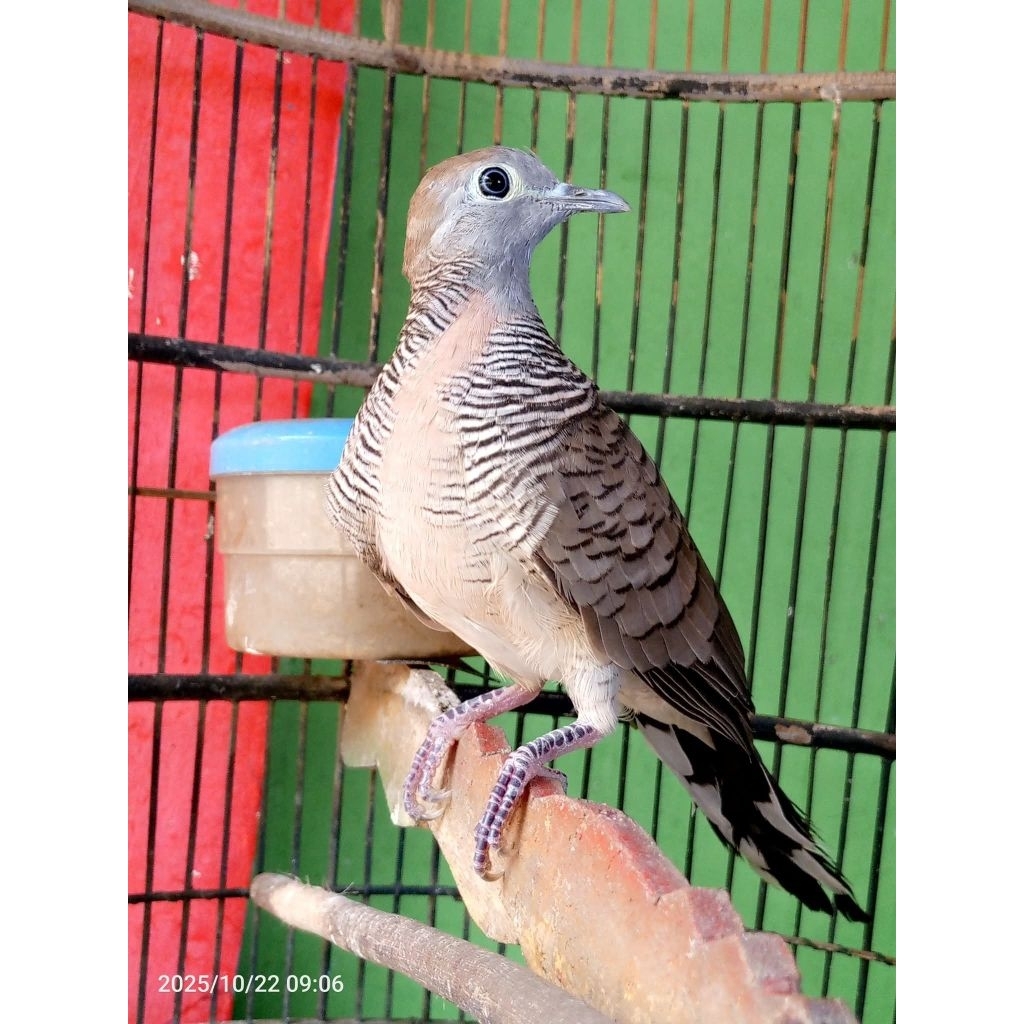 Perkutut Jumbo Lokal AlamTuban Gacor Jantan