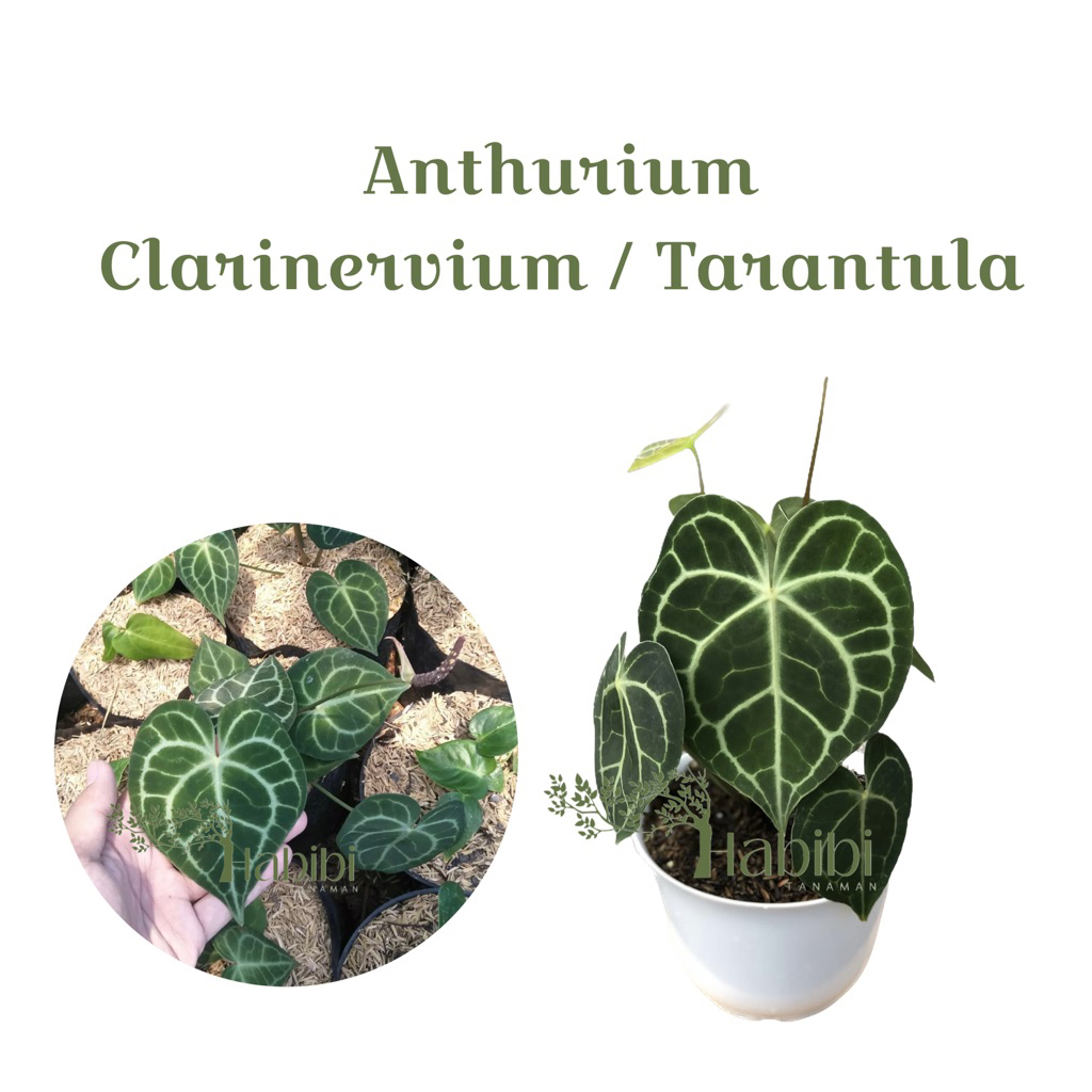 Anthurium Clarinervium Tarantula - Anthurium Tarantula