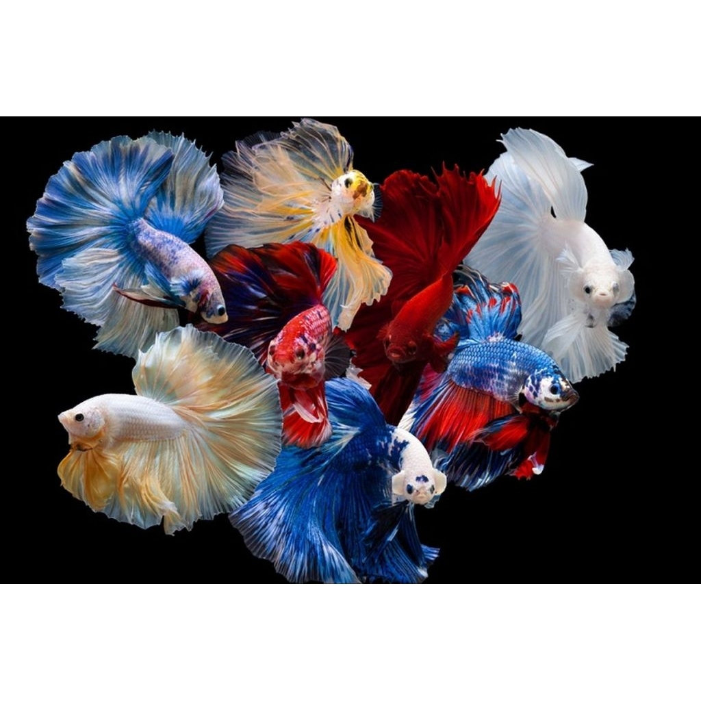 Ikan cupang halfmoon size L-XL