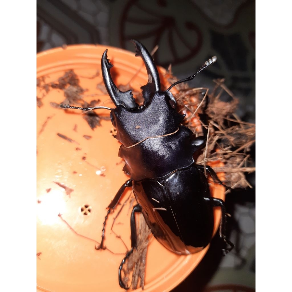 Kumbang capit gergaji