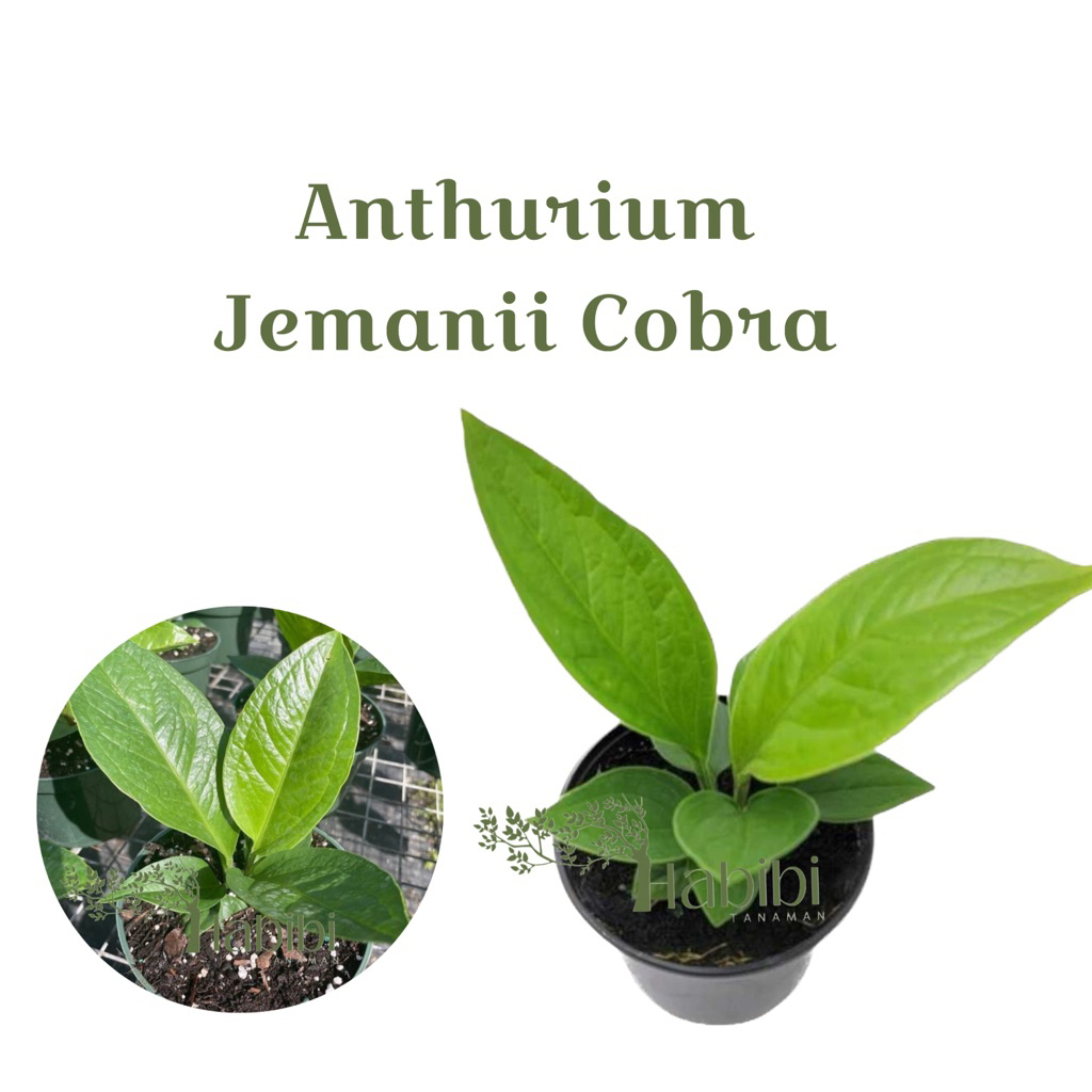 Tanaman hias anthurium jemani cobra - anthurium jermani cobra - anthurium cobra size remaja