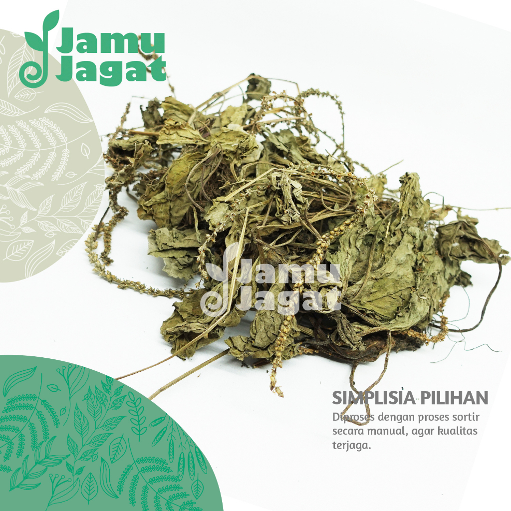 Daun Sendok Kering 500gr Organik Grade A