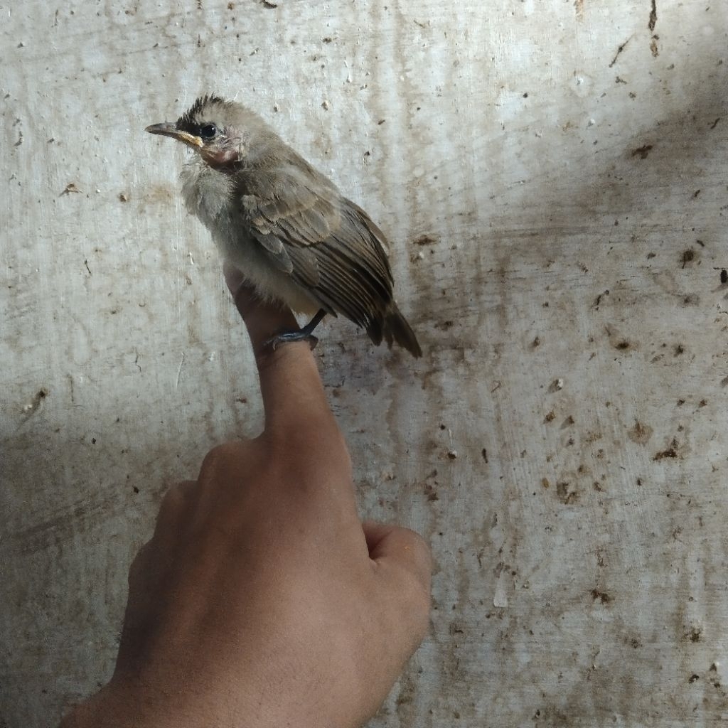 trucuk ORI Jatim anak lolohan belajar mandiri