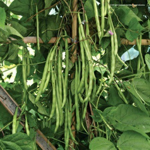 15 Benih Biji Buncis TRESNA