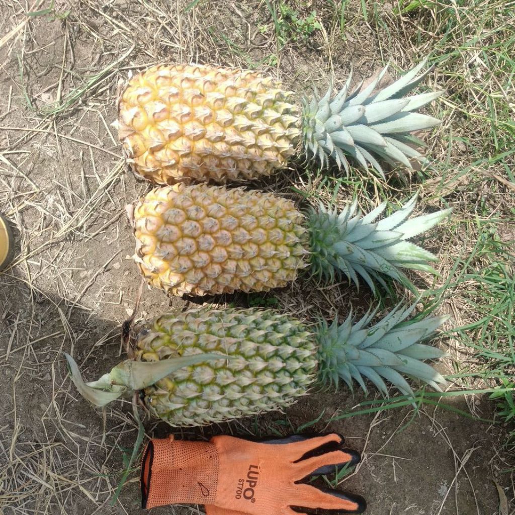 nanas madu simplek A .kediri