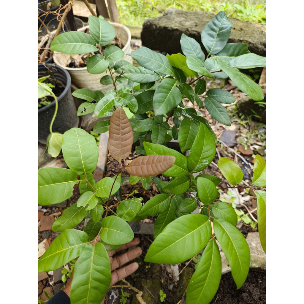 seedling kelengkeng/Bibit kelengkeng asal dari biji bahan graftin