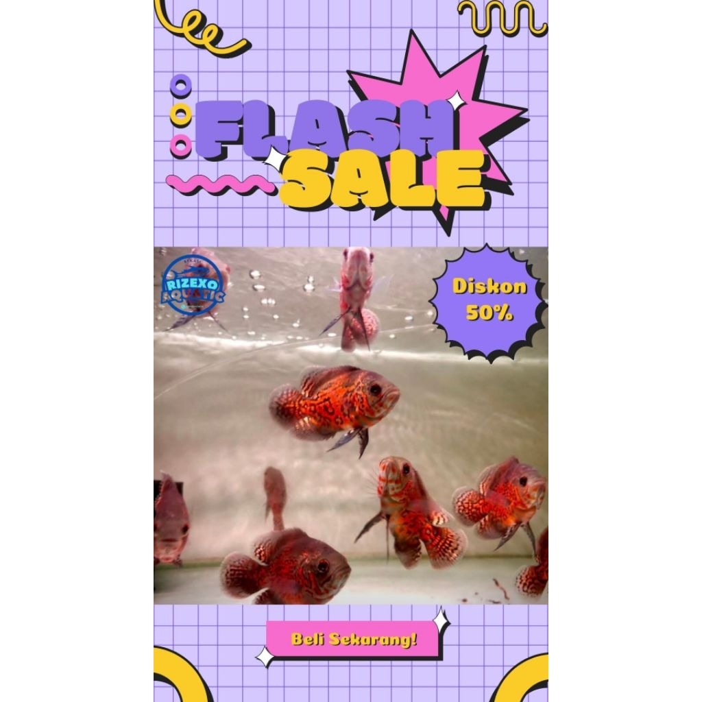 Oscar Tiger Batik GM 8-10 CM (Beli 3 Gratis 1) #PromoSpecial