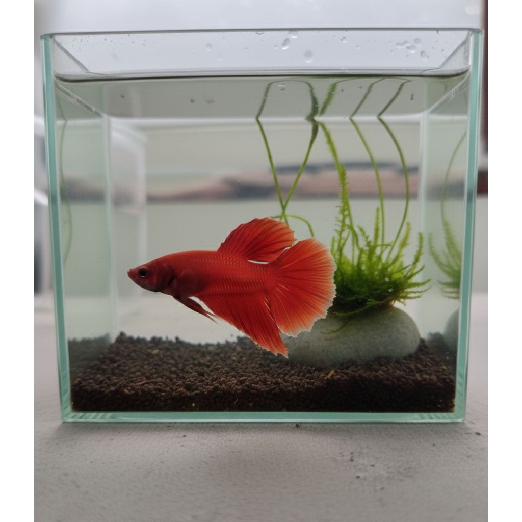 HIASAN AQUARIUM IKAN CUPANG PLAKAT SUPER RED [BISA COD]