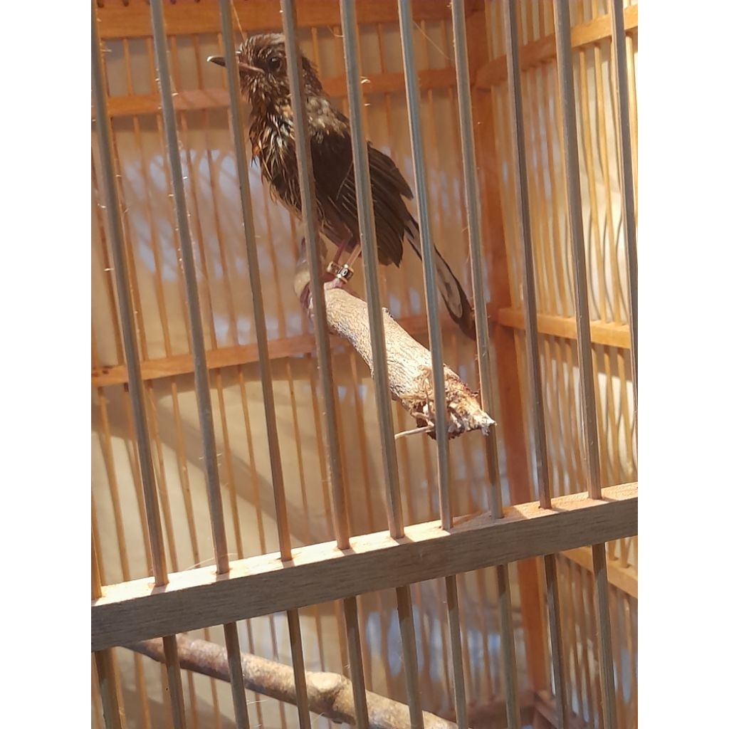 burung flamboyan sudah pur & sudah gacor