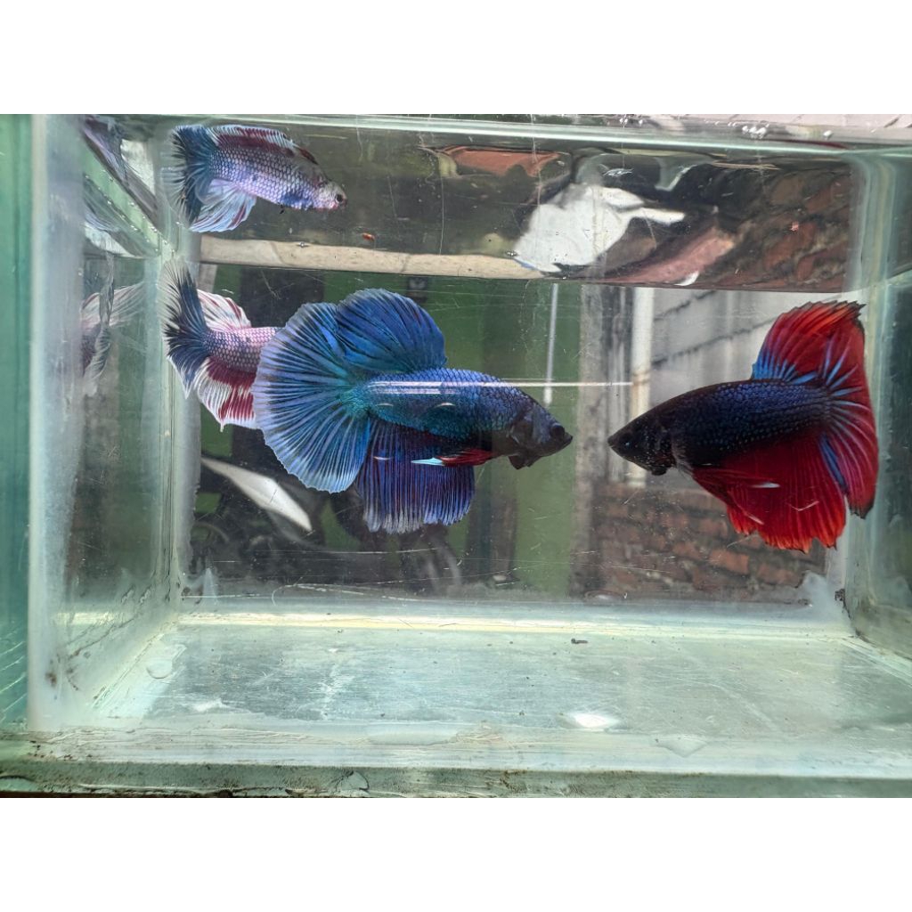 PAKET IKAN CUPANG HALFMOON ISI 5