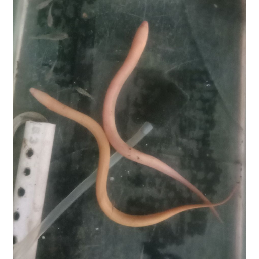 Belut Putih Albino Sangat Unik dan langka
