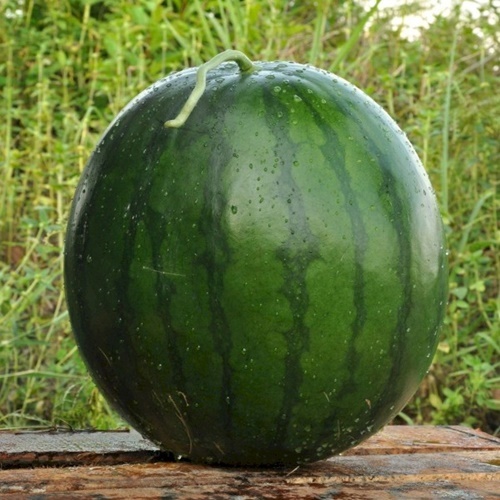 2 Benih Biji Semangka AMARA