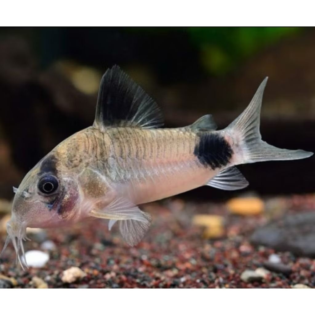 corydoras panda