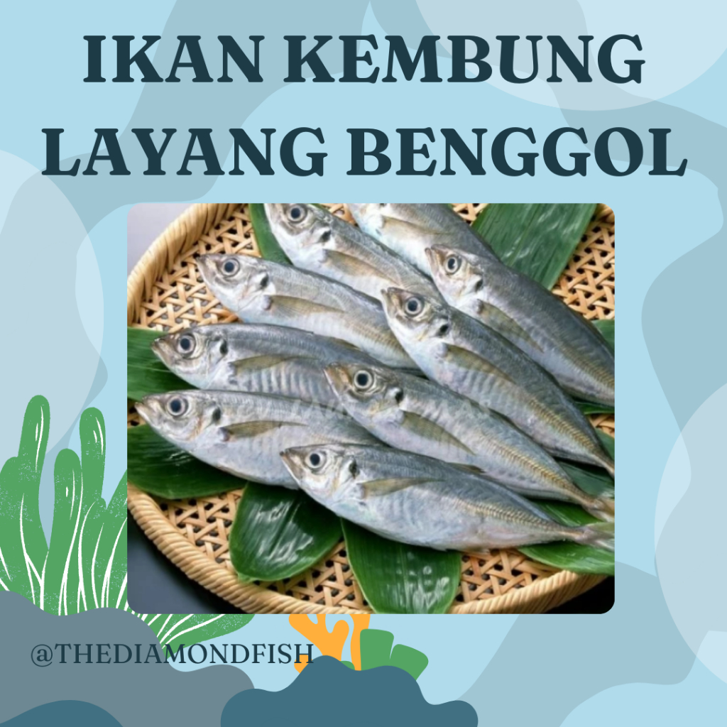 Ikan Kembung Layang 1 Kg Ikan Kembung Layang Segar Ikan Layang Benggol
