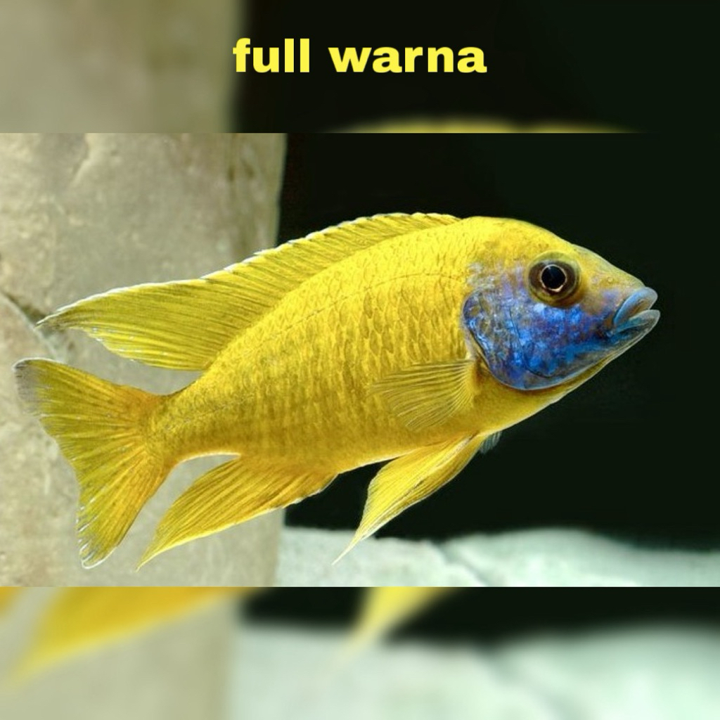 Cichlid Baenschi 4-5cm Full Warna