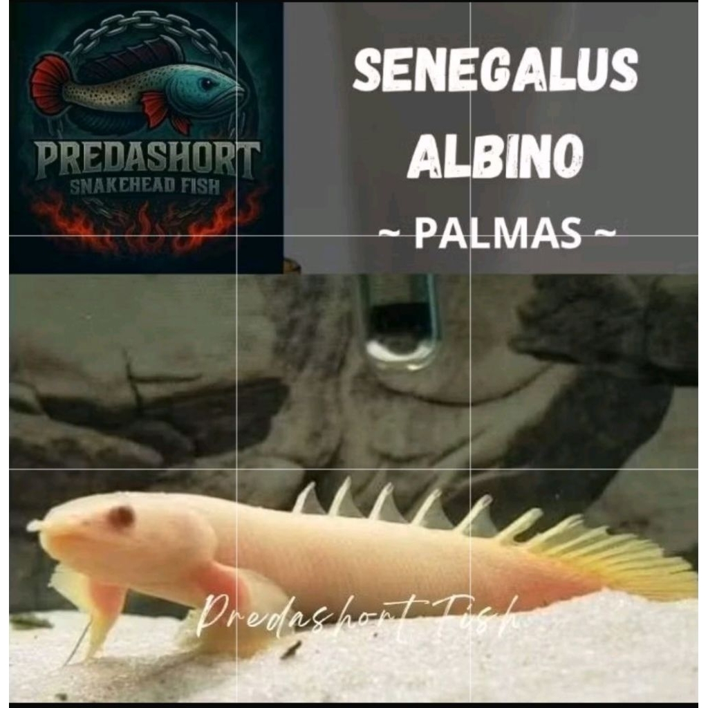 ikan hias albino _ palmas albino mata merah bergaransi