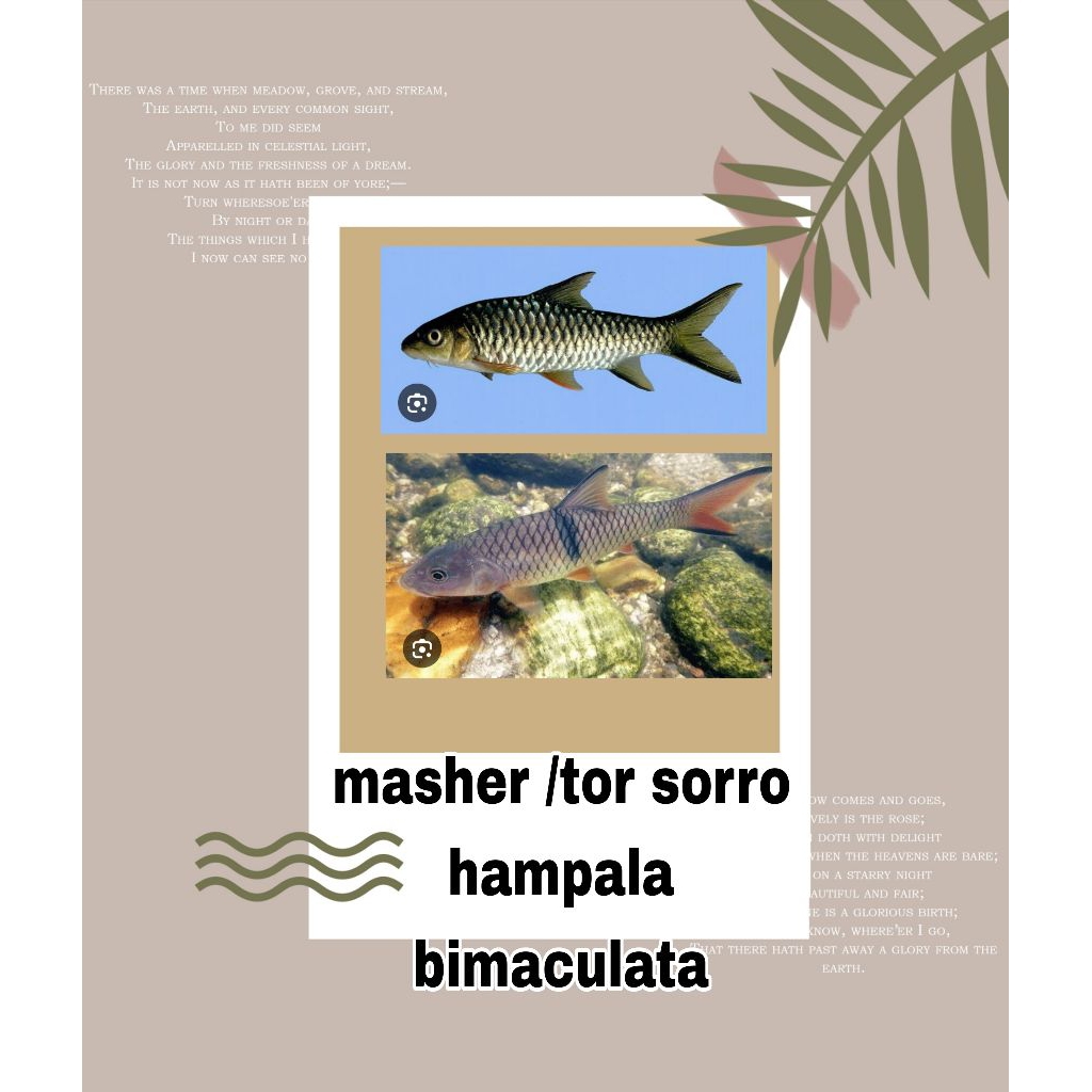 hiasan dinding hampala / masheer / ampalong