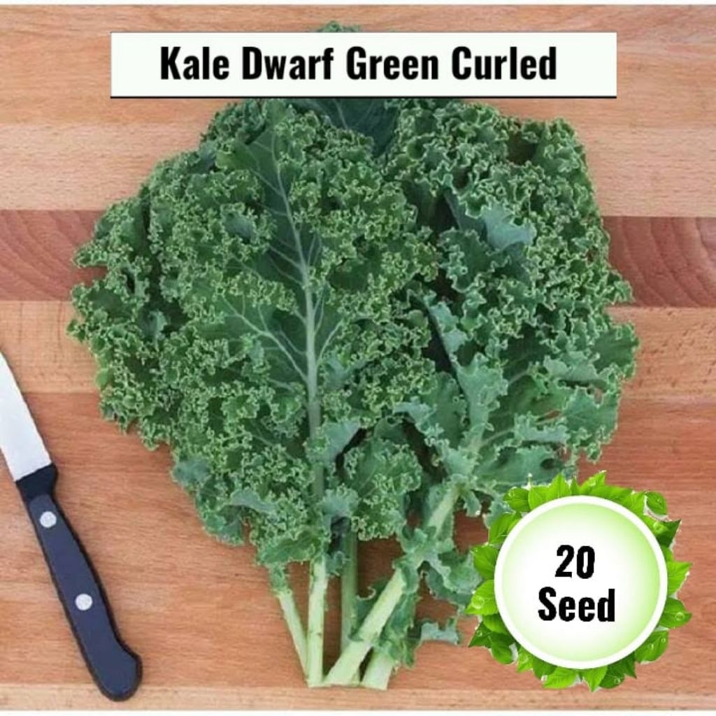 kale Dwarf Green curled 20 seed (benih biji tanaman sayur Kale)