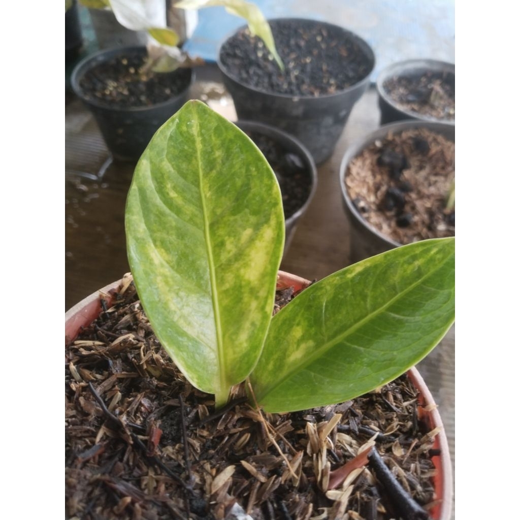 anthurium mangkok jaguar varigata