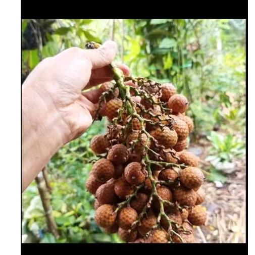 Jernang rotan 1 kg /jernang hutan