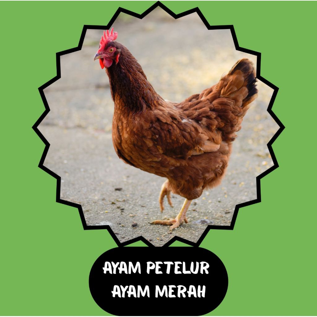 Ayam Petelur Semi Afkir
