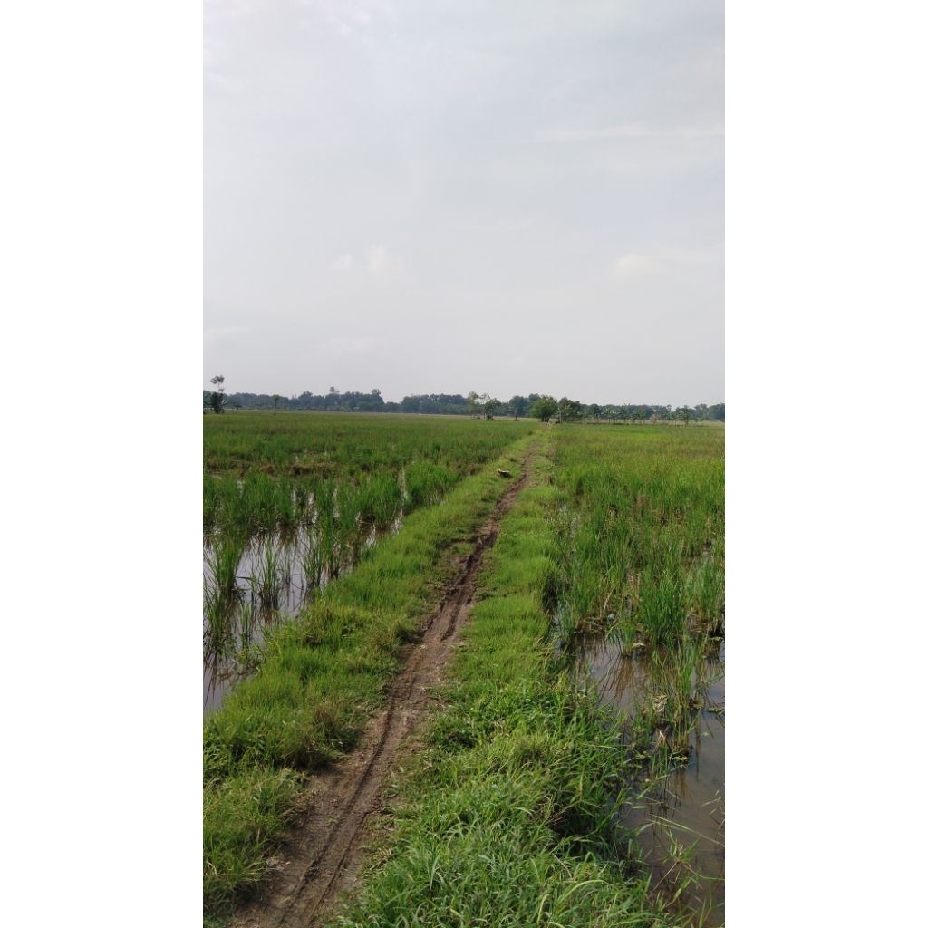 Patung Channa Asiatica ws 3ekor