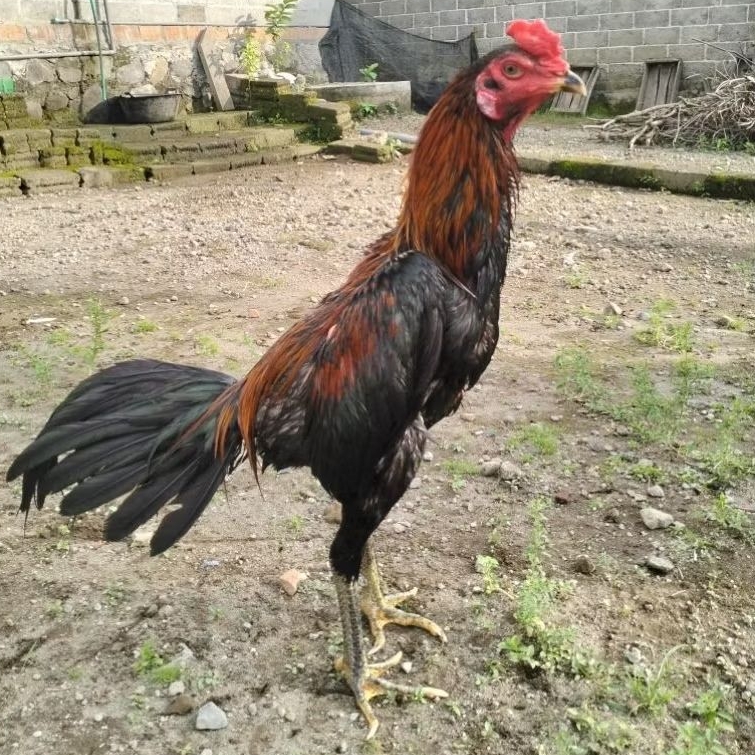 Telur Ayam Untuk Ditetaskan Telur Fertil Ayam Laga Koytradngon Cros Koytrad