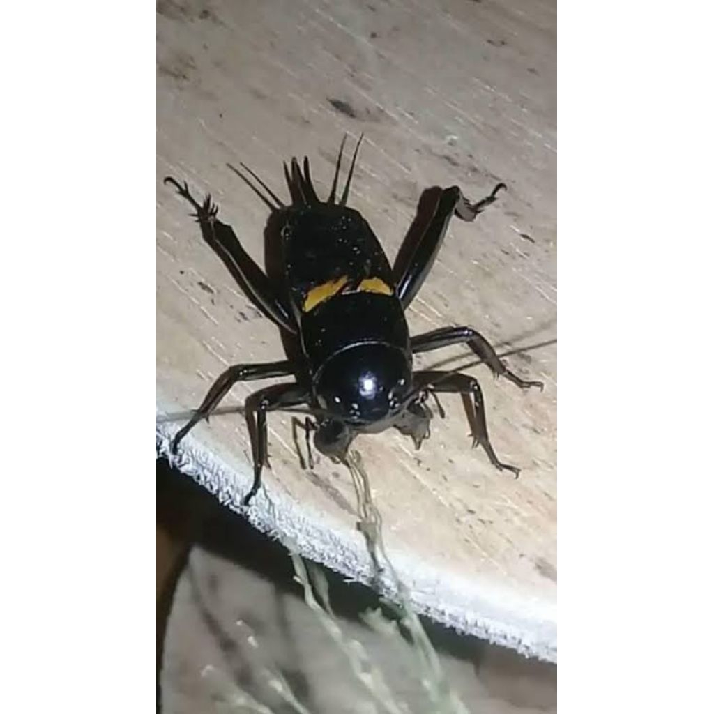 ukur 9 jangkrik alam jangkrik sawah jangkrik aduan jangkrik hutan jangkrik super jangkrik monster ja