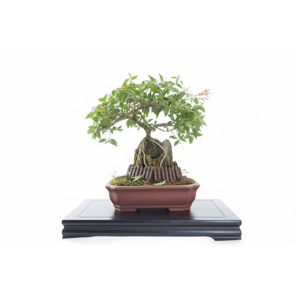 Bonsai Pusaka Micro OTR (On The Rock)