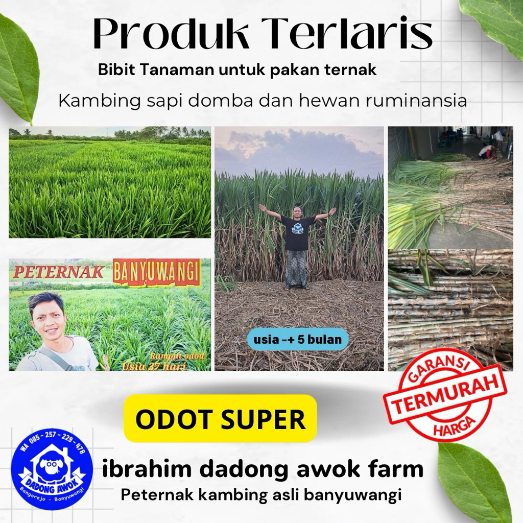 bibit rumput odot super - bibit rumput pakan ternak - bibit rumput pakan kambing super jumbo batang