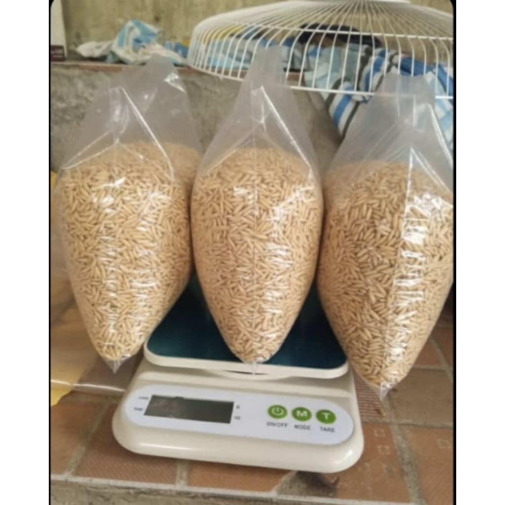 gabah padi kering beras putih 1kg untuk pakan ternak ayam,unggas,merpati, perkutut dll.